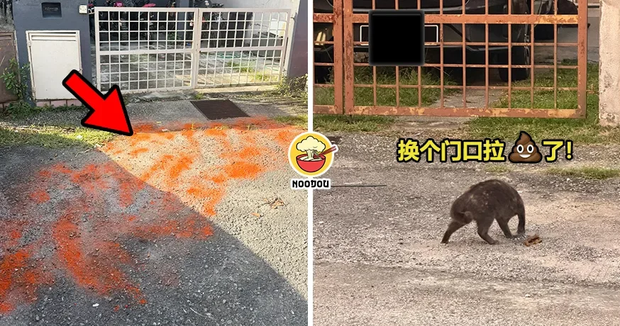 Cat Shit Chili Back Ft Img