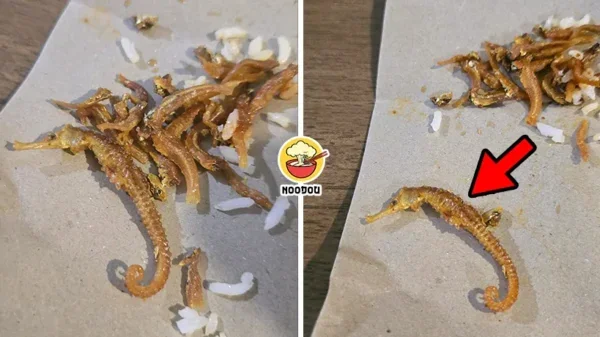 Nasi Lemak Seahorse Ft Img