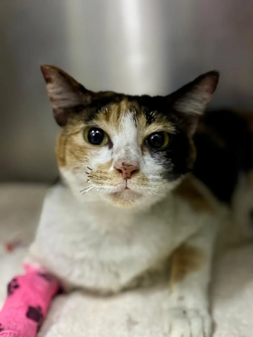 Api Bunga 火花火灾唯一幸存猫