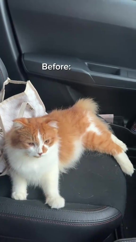 Cat Locked Itself In Car Bomba Help 7