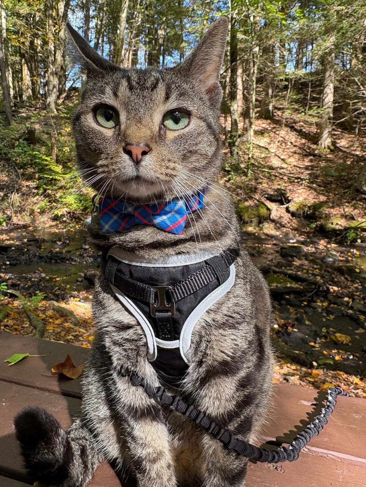 ray ray holding onto the family vans roof for more than 160km 6