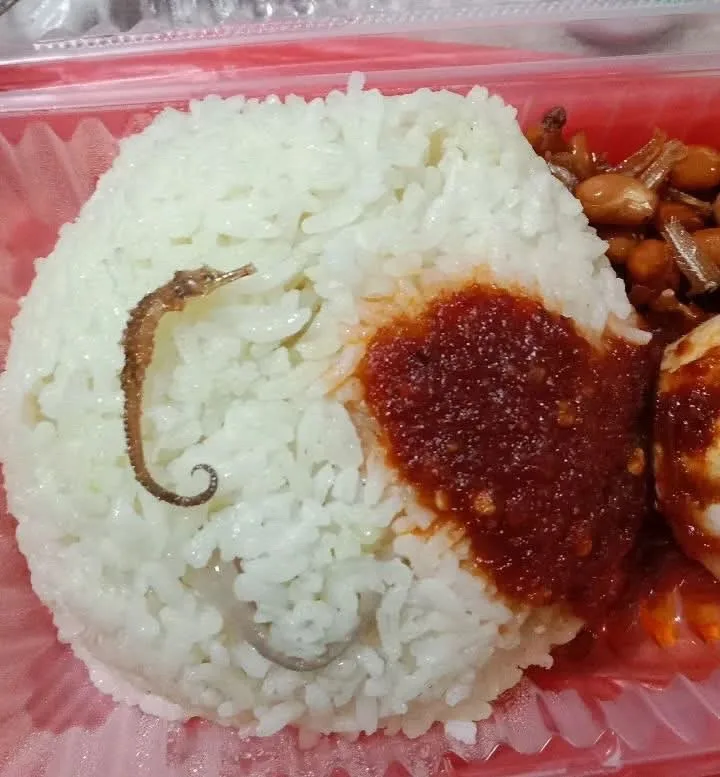 椰浆饭里有海马