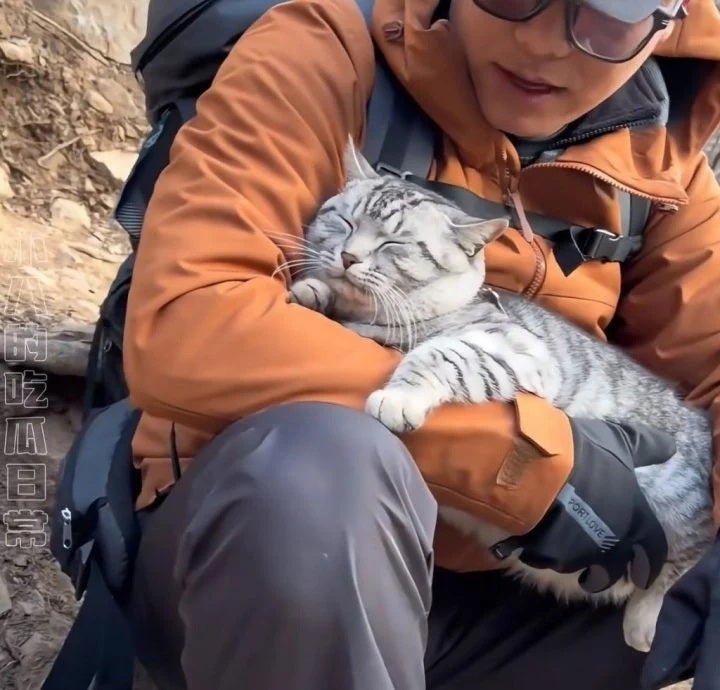 豆豆绝望坡上最绝望的猫被游客误救下山 2