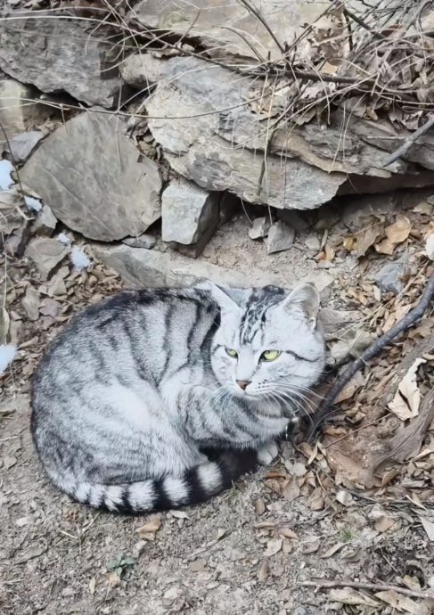 豆豆绝望坡上最绝望的猫被游客误救下山 3