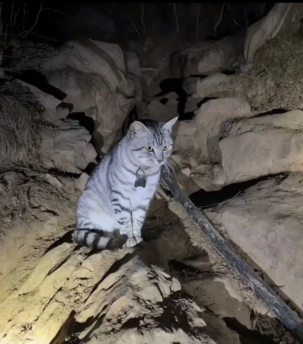 豆豆绝望坡上最绝望的猫被游客误救下山