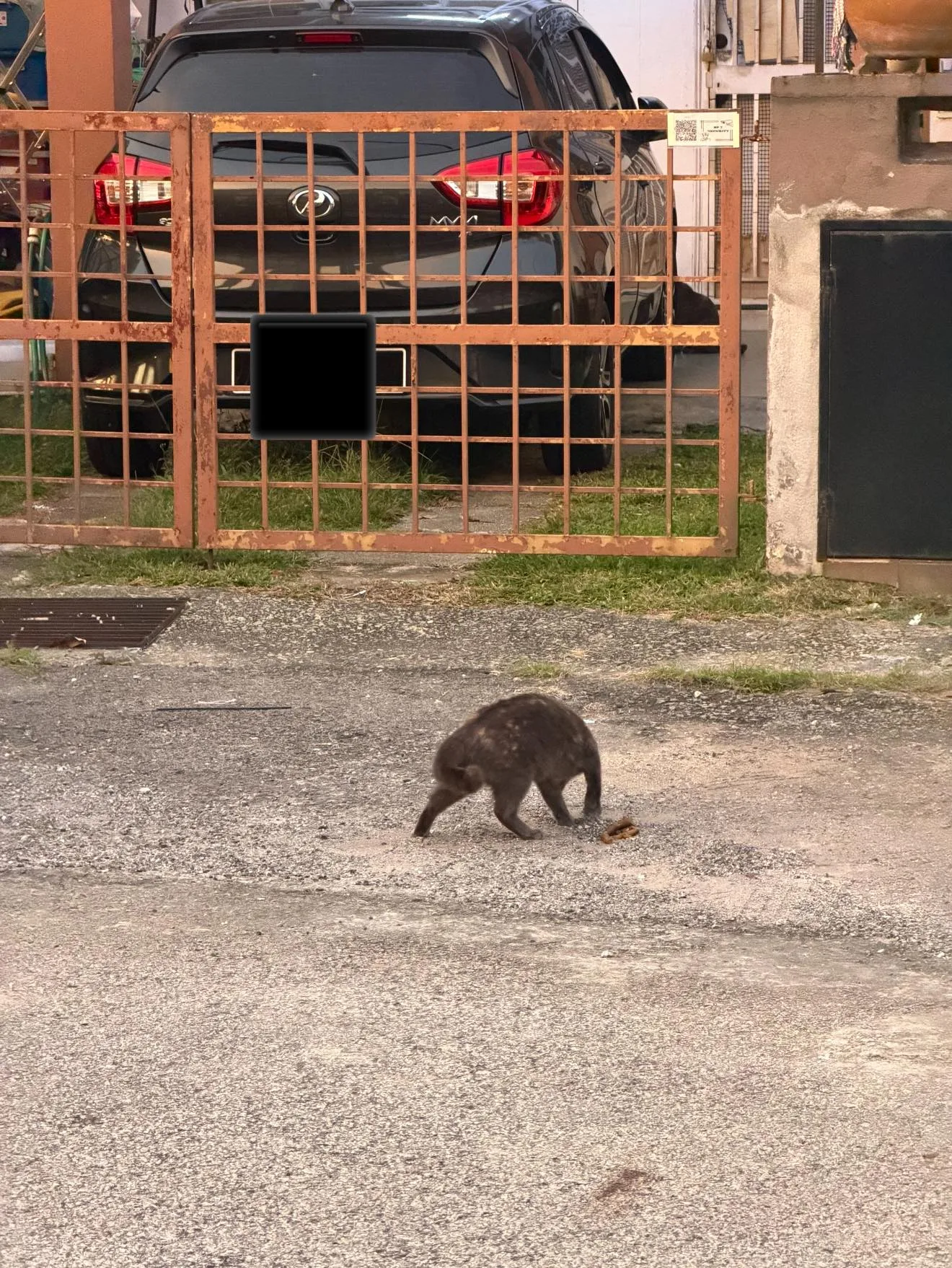 邻居猫在家门前大便洒辣椒粉跑回主人家拉屎2