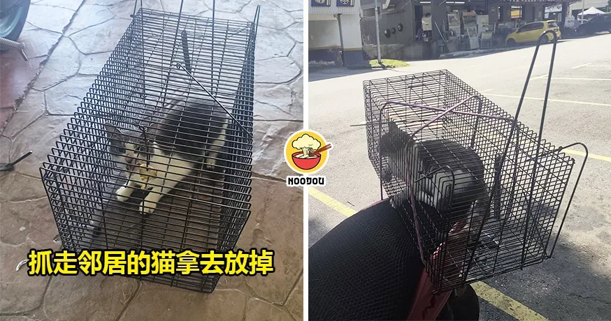 邻居的猫常来大小便，大马男子顶不顺『抓走猫猫拿去放掉』！