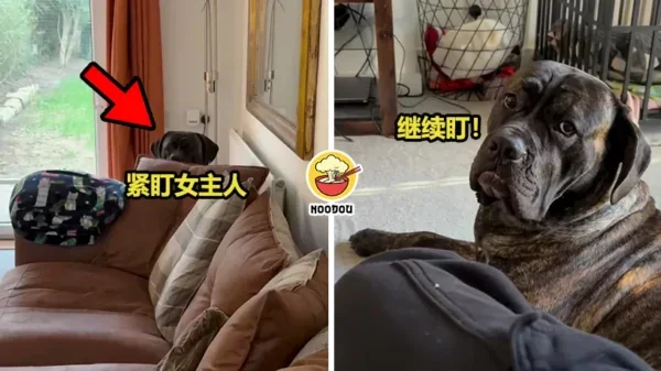 Dog Stare Pregnant Ft Img