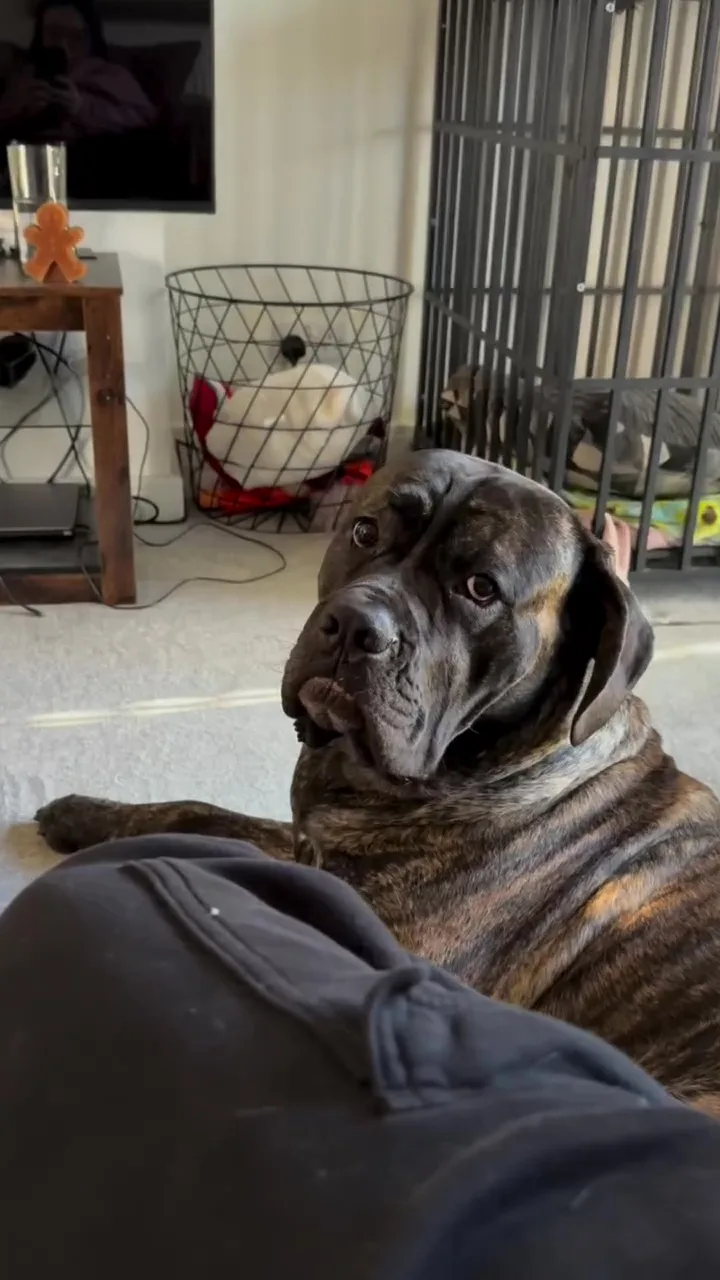 狗狗行为异常盯着女主人看揭发她怀孕 2