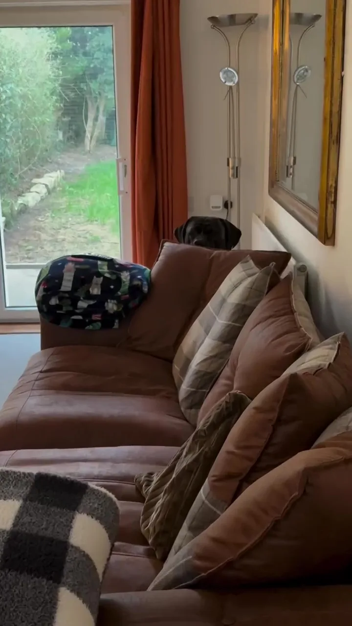 狗狗行为异常盯着女主人看揭发她怀孕 3