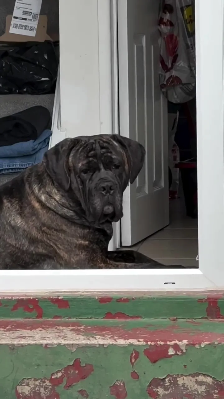 狗狗行为异常盯着女主人看揭发她怀孕 4