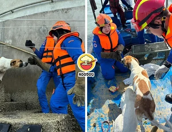 2 Dogs Mid Sea Tower Rescued Ft Img