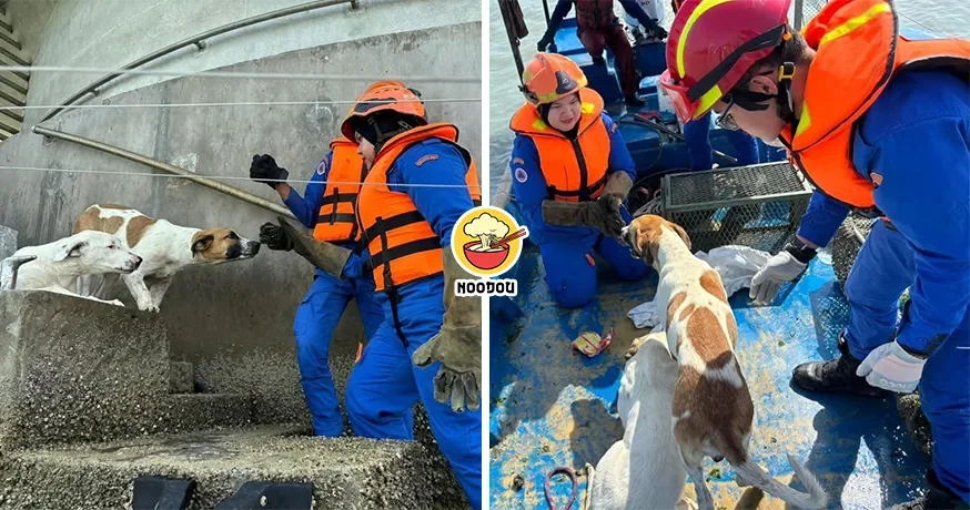 2 Dogs Mid Sea Tower Rescued Ft Img