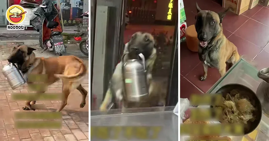 【主人的“专属送餐员”！】主人去店里上班，狗狗坚持天天去送饭！（内附影片）