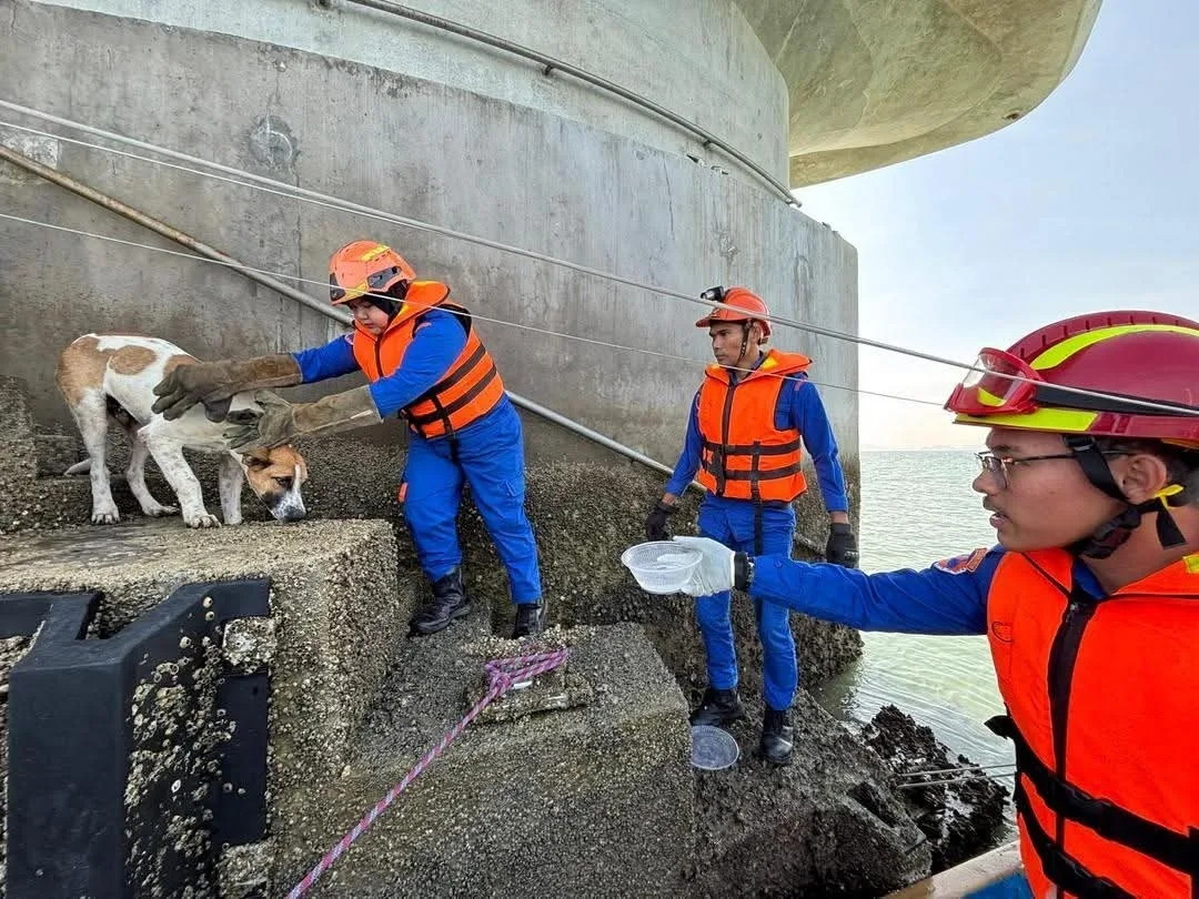 两只流浪狗受困海上点塔下获救 2