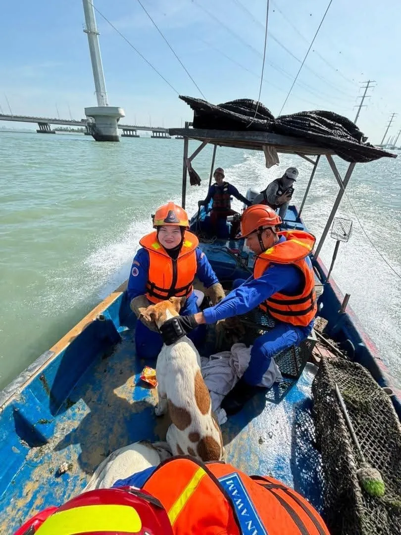 两只流浪狗受困海上点塔下获救 3