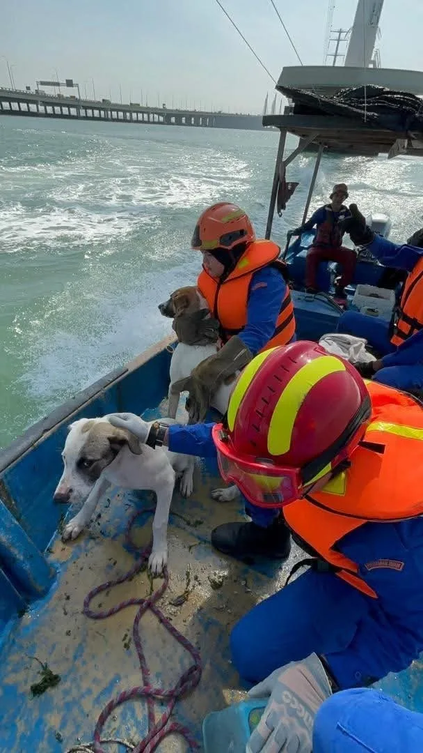 两只流浪狗受困海上点塔下获救 7