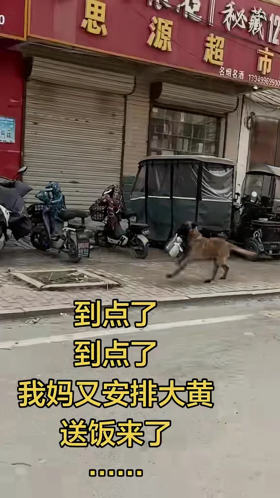 狗狗每天风雨无阻给女主人送饭去公司 2