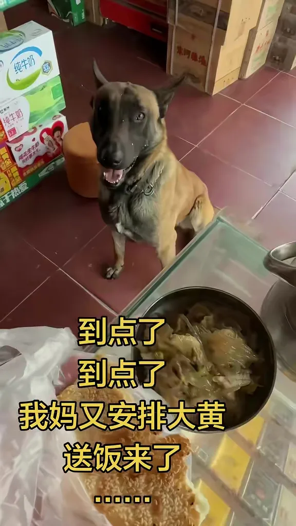 狗狗每天风雨无阻给女主人送饭去公司 4