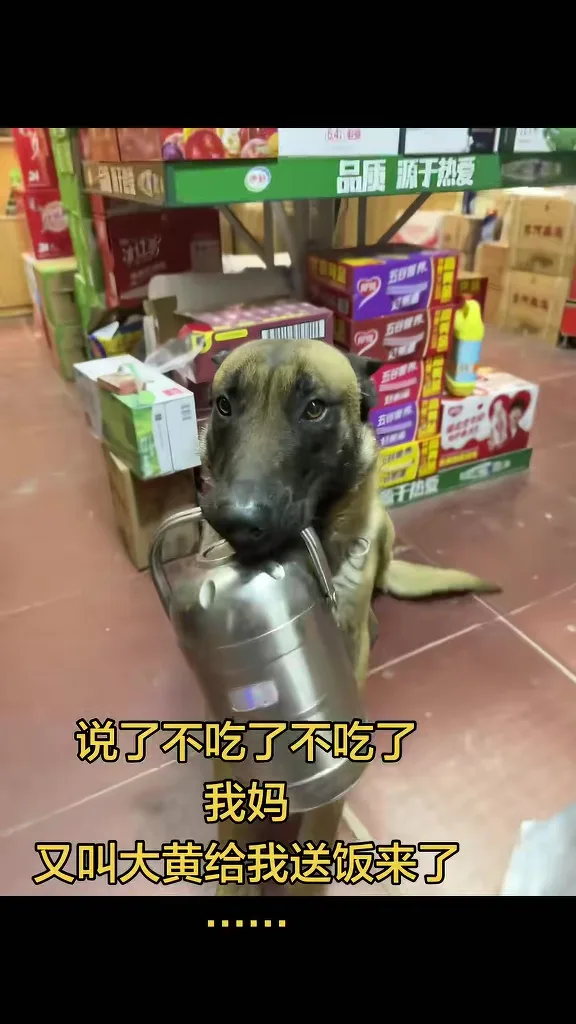 狗狗每天风雨无阻给女主人送饭去公司 6