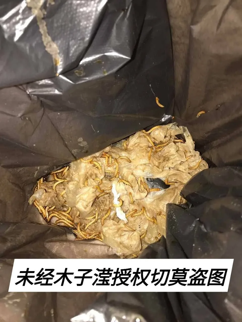 面包虫