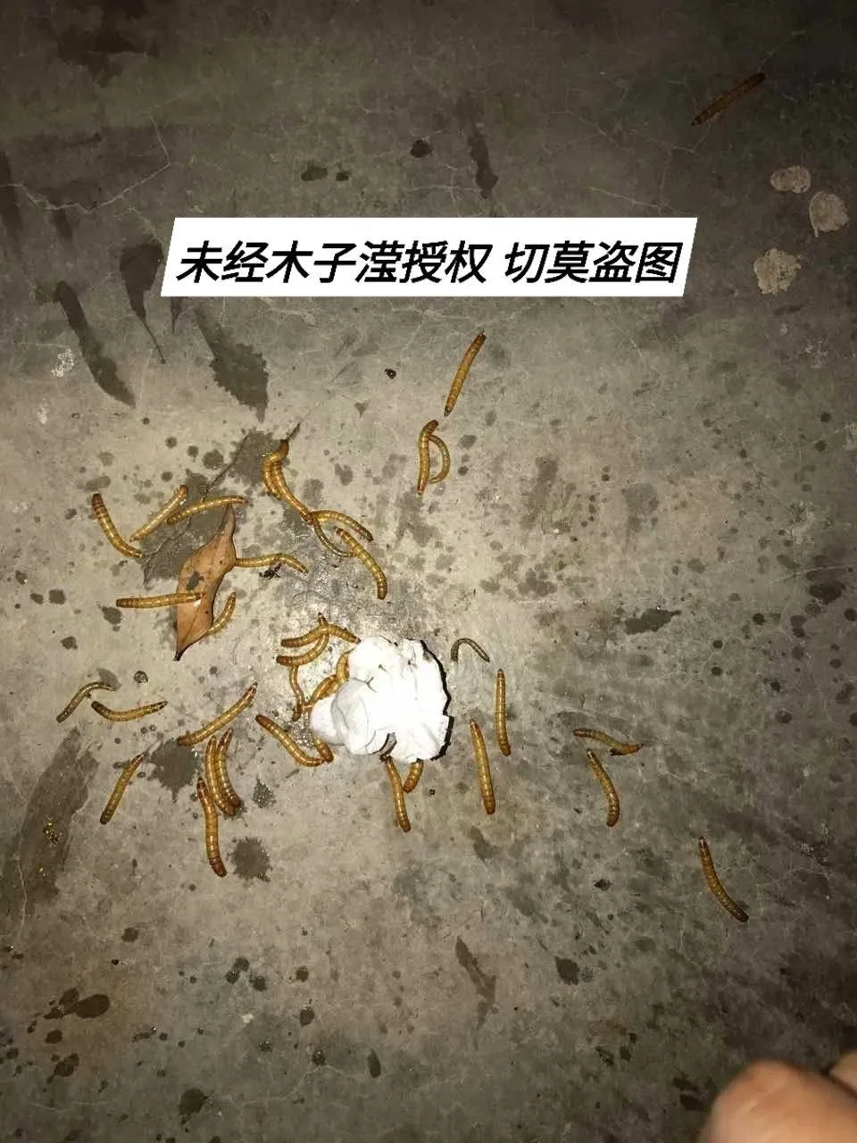 面包虫2