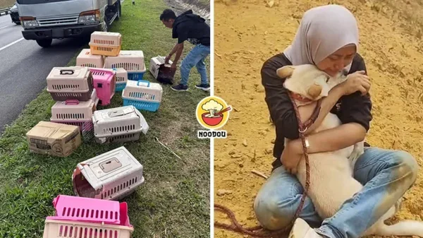 Accident Dog Cat Lost Ft Img