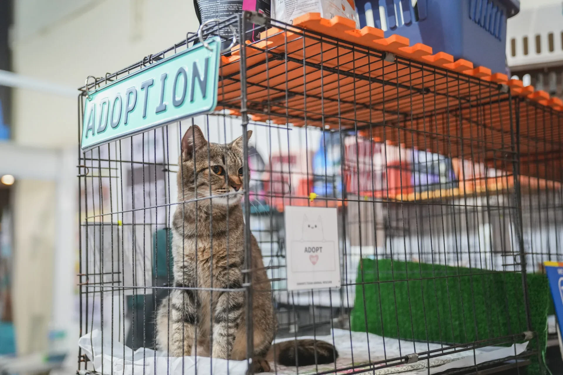 Adoption 2