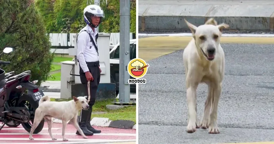 Dog Jon Traffic Police Ft Img 1