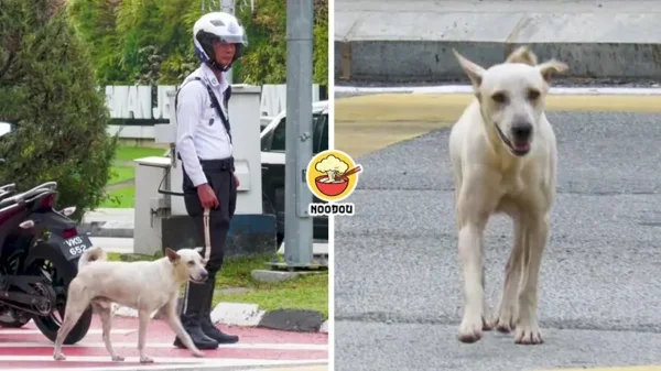 Dog Jon Traffic Police Ft Img