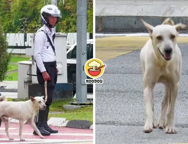 Dog Jon Traffic Police Ft Img