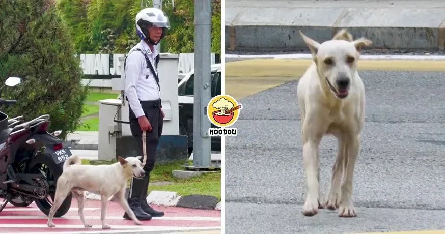 Dog Jon Traffic Police Ft Img
