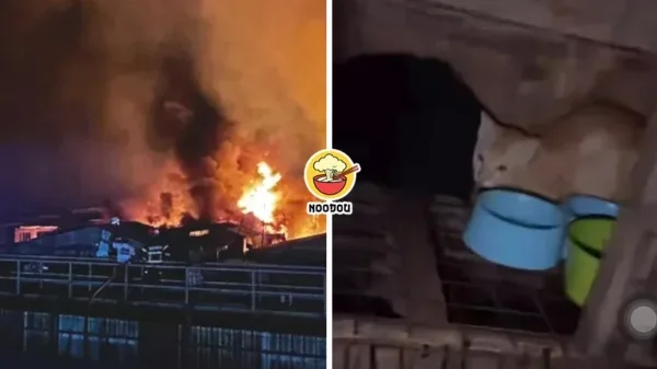 Sandakan Fire Cat Rescue Ft Img
