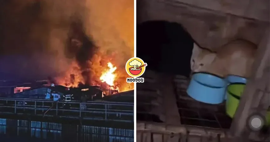Sandakan Fire Cat Rescue Ft Img
