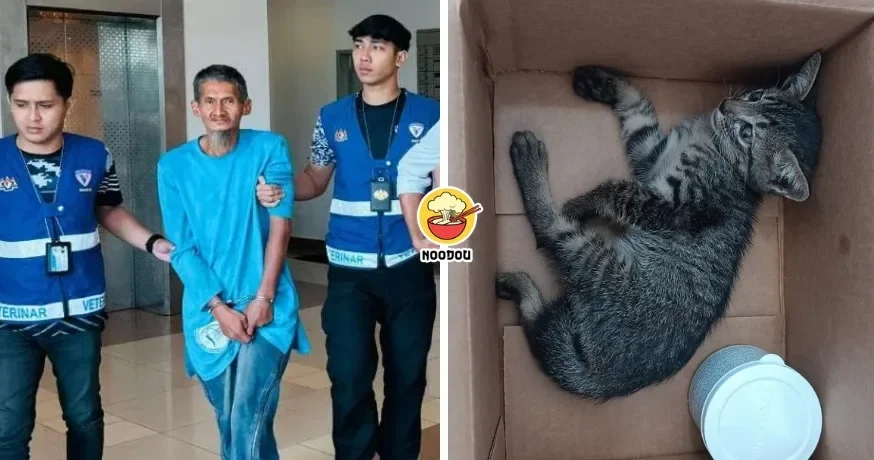 大马无业男对小猫施暴！付不起6万罚款『被判坐牢6个月』，当庭痛哭！