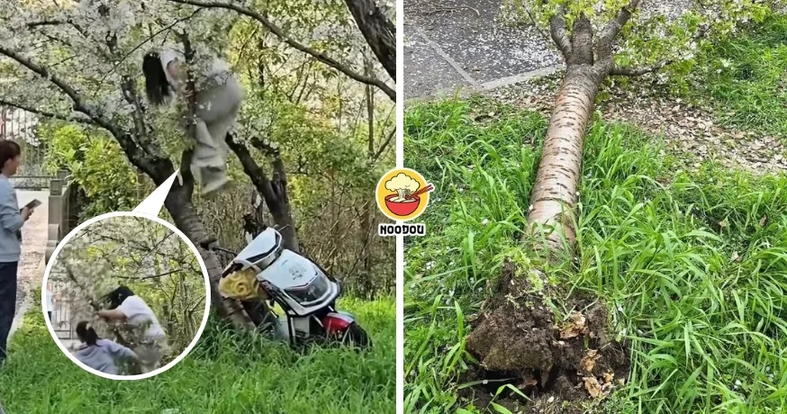 【人没事，树有事……】女子为拍美照爬上树，把20年樱花树踩断！