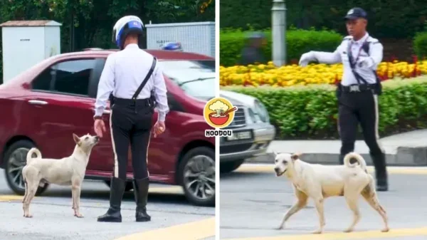 Tong Noodou Ft Img 40