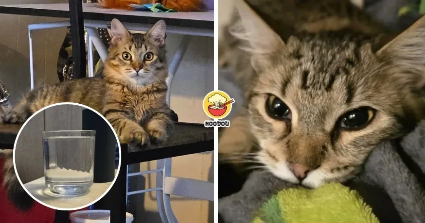 猫咪绝食虚弱到差点☠️掉，铲屎官花RM1.7k检查『找不出病因』！得知真相超傻眼