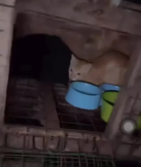 Sandakan Kampung Bahagia Kucing 2A