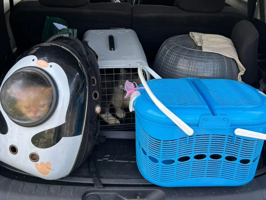 Sandakan Kampung Bahagia获救猫咪