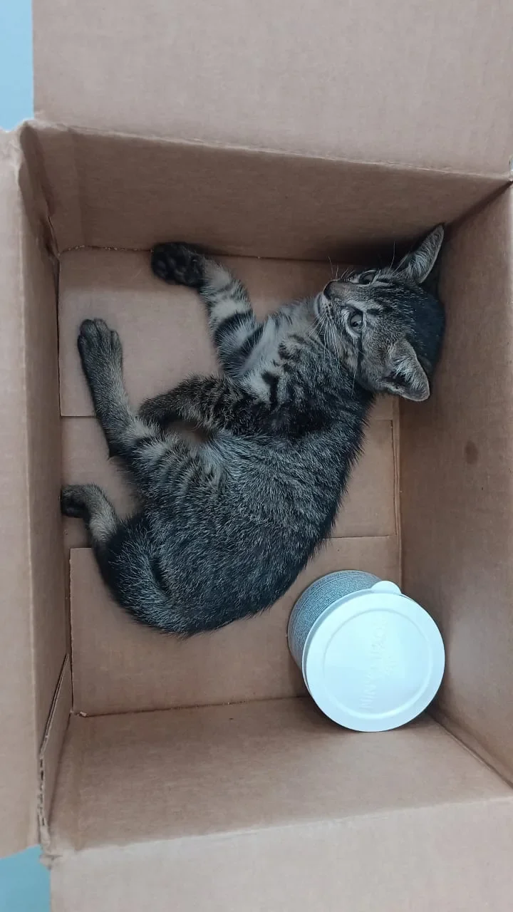 小猫