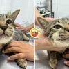 Cat Paracetamol Face Swollen Ft Img