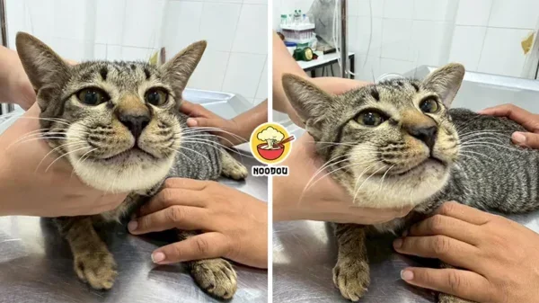 Cat Paracetamol Face Swollen Ft Img
