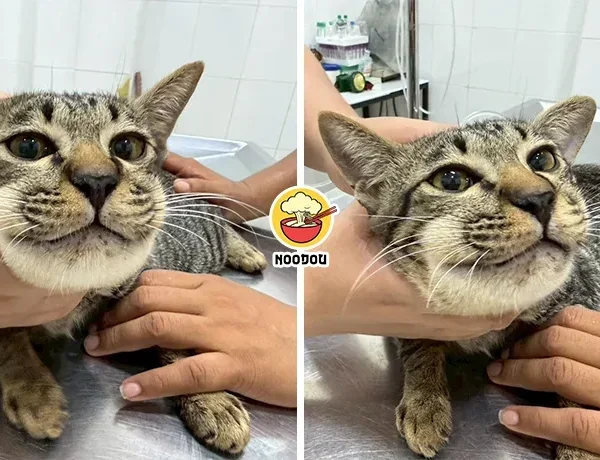 Cat Paracetamol Face Swollen Ft Img
