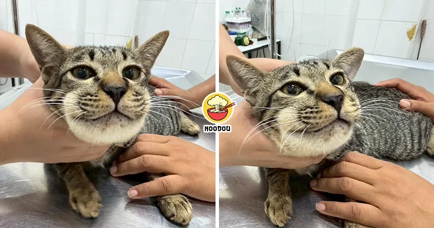 Cat Paracetamol Face Swollen Ft Img