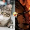 Fire Cat Save Owner Life Ft Img 1