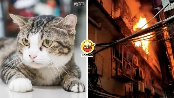 Fire Cat Save Owner Life Ft Img 1