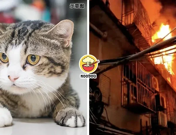 Fire Cat Save Owner Life Ft Img 1