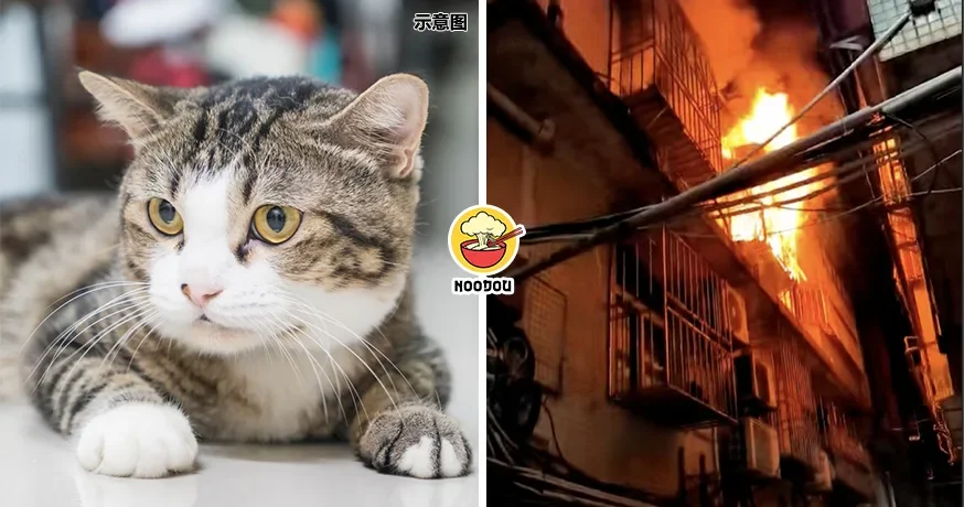 Fire Cat Save Owner Life Ft Img 1