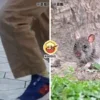 Taipei Rat Tong Ling Move Ft Img